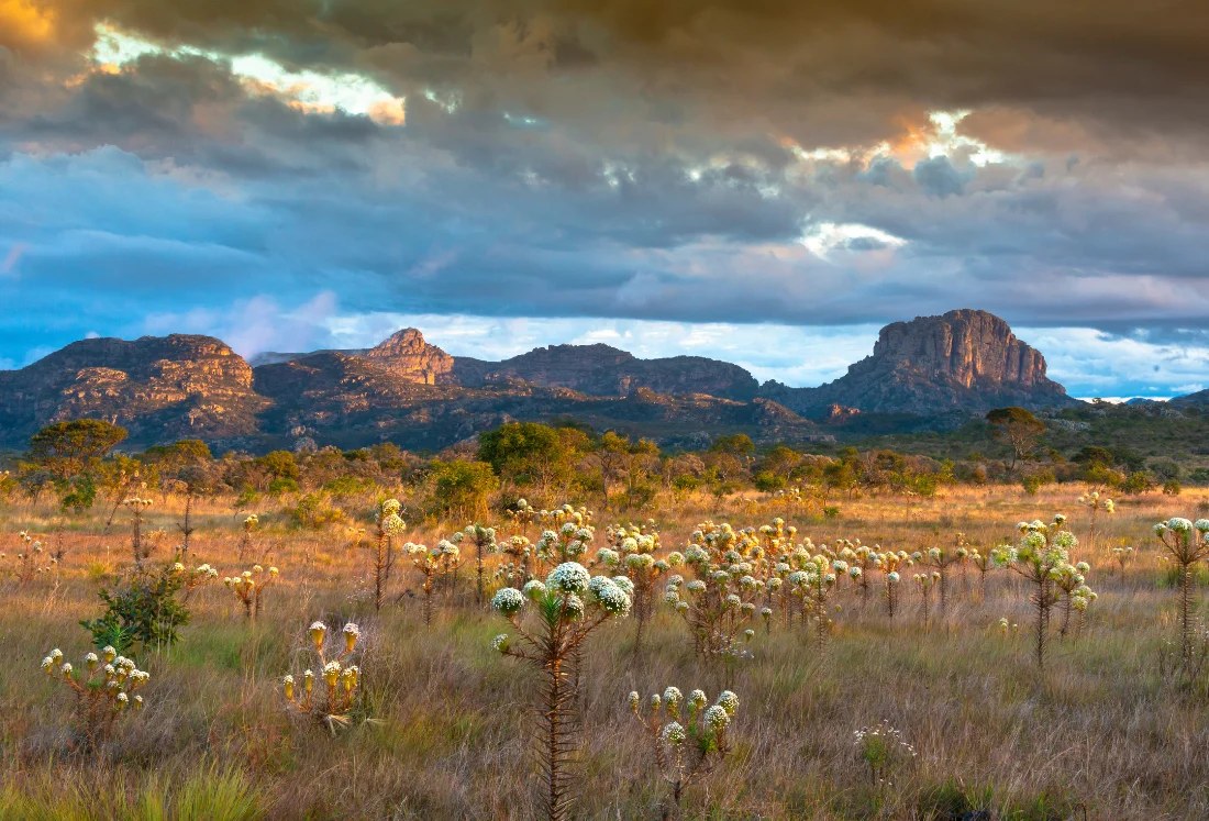 Campo de sempre-vivas diante das montanhas da Serra do Espinhaço