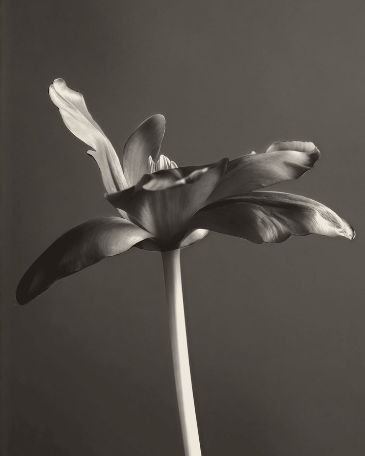 Flor de pétalas abertas, em preto e branco